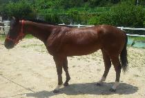 ���̽�ŷ�� (ACE KINGDOM) ����