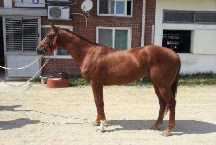 ���������� ����