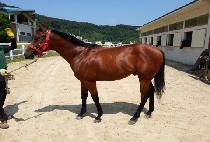 ����Ʈ���� (BEST MYEONGUN) ����