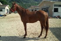 �߾�è�� (JUNGANG CHAMP) ����