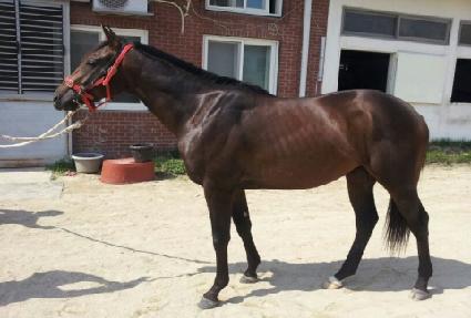 �̳׽�Ʈ����Ÿ�� ����