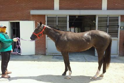 ��ֵ�ӷ� ����