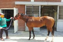 ����è�� (MUPAE CHAMP) ����