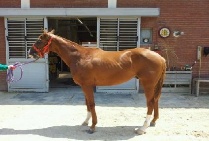 ���������۷� ����