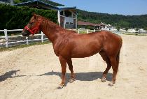 ũ�����÷��� (CRIMSON PLEDGE) ����