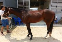 ��������� (WORLD HERO) ����