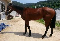 ������ (SAJOYOUNG) ����