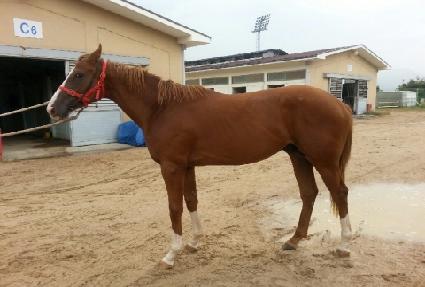 �Žó�Ƽ�帲 ����