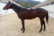 ������ (MUJINJANG) ����