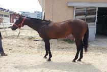 �����Ŀ� (BURNING POWER) ����