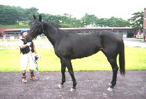 SAMJEONG TIGER picture