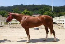 ���ĳ�� (GOLDEN CAROL) ����