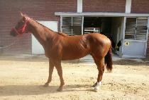 ���ǵ帶���� (SPEED MASTER) ����