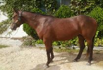 �ͻ�������� (WASABI WIZARD) ����