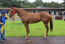 �Ұ��׷� (BULGA HANGNYEOK) ����