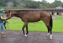 ������Ŀ�� (EVER CONQUEROR) ����