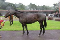 ��Ű�۷��̵� (LUCKY PARADING) ����