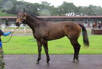 ���Ϸ�Ű (POCKET LUCKY) ����