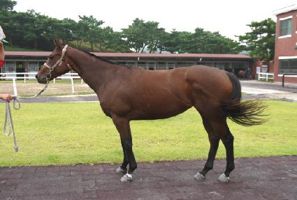 ���Į�� ����