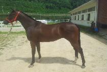 ���������÷��� (SLADE��S FLASH) ����