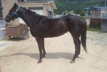 �̵峪�տ���ī�� (MIDNIGHTWILDCARD) ����