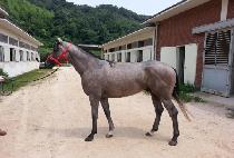 �������ڵ��� (JOE��S PIZZA DOUGH) ����