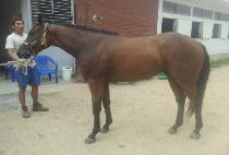 ��ũ��Ʈ����Ʈ (DARKEST NIGHT) ����