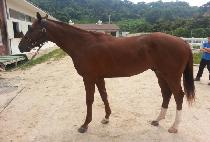 ���ĸƾ (BRAVO CAPTAIN) ����