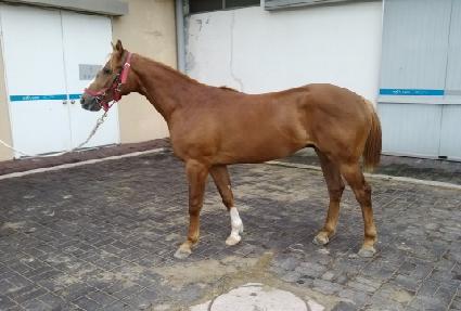 ���������� ����