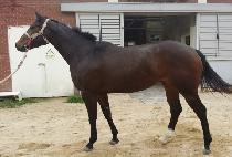 ANGEL MARINE picture