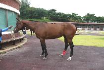 ����ν�ũ (DIVINE SEEK) ����