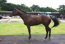 ���ڽ�ŷ (STEALTH KING) ����