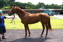 ��ä�ӵ� (BICHAE SOKDO) ����