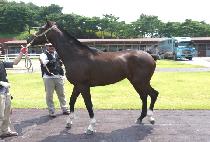 ���׾ص� (WINNING ANDY) ����