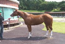 ���ں����� (CINCO BLANCO) ����