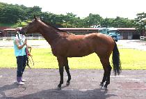 �Ƴʾذ���Ʈ (Honour And Gallant) ����