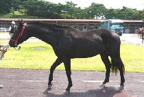 ������ (BEONGAEMA) ����