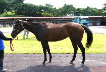 �������� (BICHUI JEONGSANG) ����