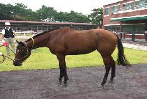 ������̾� (BROWN DIA) ����