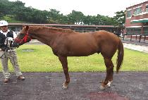 �ν���ű (INSTEP KICK) ����