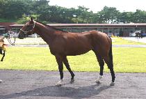 �������� (S ROSE) ����