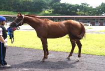 �ٱ״� (DAGEUDA) ����