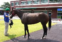 �����ִϾ� (SARAVA JUNIOR) ����