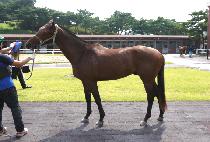 ŷ���귰 (KING OF LUCK) ����