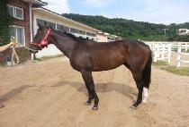 �����ڸ��� (WELCOME KOREA) ����