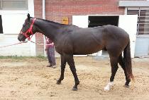 �ȸ��Ǽ��� (PALMAUI SEONDU) ����