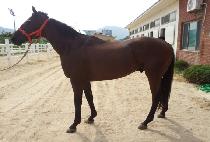 ���̽��ְ� (ACE CHOEGANG) ����