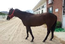 ���ϵ��ν�Ʈ (WILD IN SUIT) ����