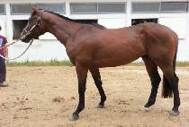 ���߸� (OHCHUMA) ����