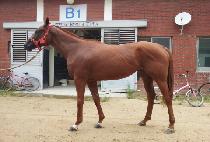 �����̽�Ʈ�� (STAY STRONG) ����